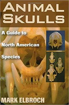 Animal Skulls